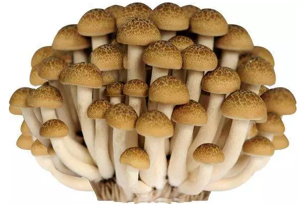 http://www.lm18628856338.com/ewebeditor/uploadfile/20170914091421667001.png