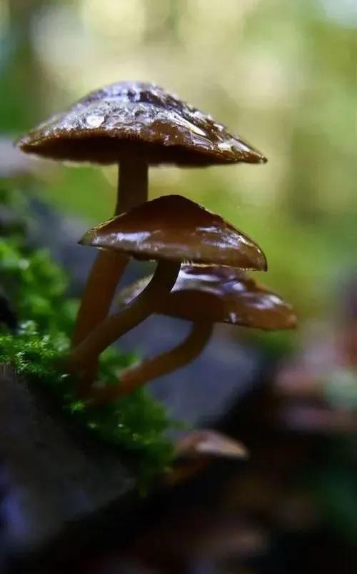 國家蘑菇地理：中國哪里的蘑菇最好吃？