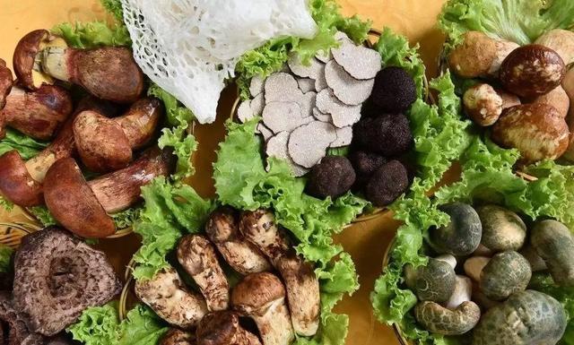 國家蘑菇地理：中國哪里的蘑菇最好吃？