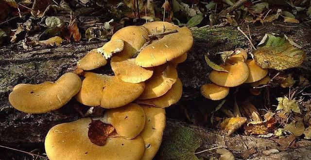 國家蘑菇地理：中國哪里的蘑菇最好吃？