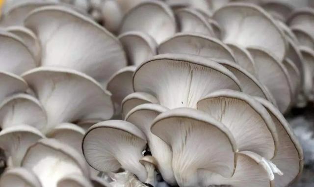 國家蘑菇地理：中國哪里的蘑菇最好吃？