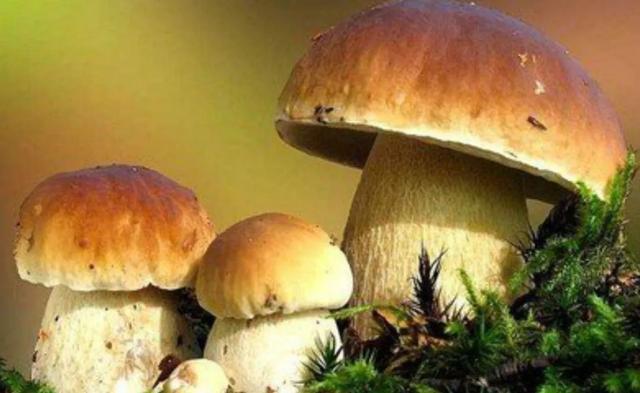 國家蘑菇地理：中國哪里的蘑菇最好吃？