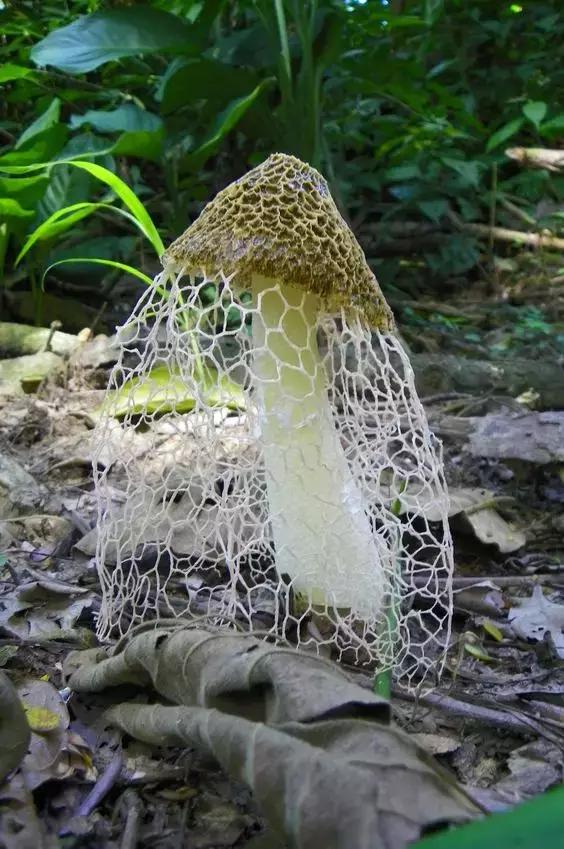 國家蘑菇地理：中國哪里的蘑菇最好吃？